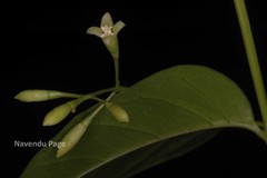 Octotropis travancorica